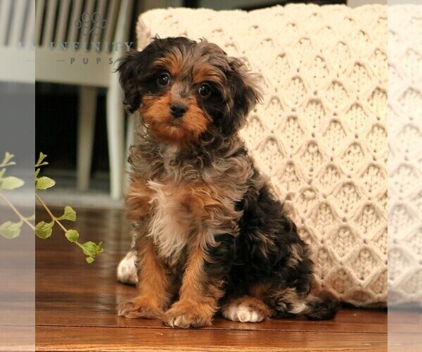 Medium Photo #1 Cavapoo Puppy For Sale in NARVON, PA, USA