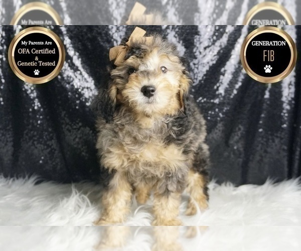 Medium Photo #1 Goldendoodle (Miniature) Puppy For Sale in WARSAW, IN, USA