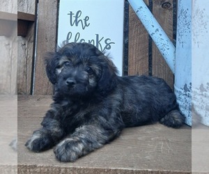 ShihPoo Puppy for sale in GORDONVILLE, PA, USA