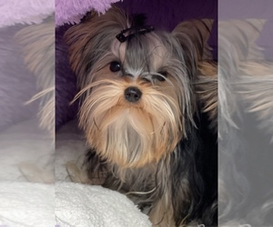 Yorkshire Terrier Puppy for sale in CORAL SPRINGS, FL, USA