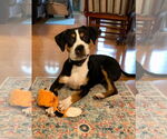 Small #2 Mutt