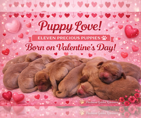 Medium Photo #1 Golden Retriever Puppy For Sale in SALISBURY, NC, USA