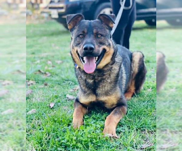 Medium Photo #2 Shepweiller Puppy For Sale in Rustburg, VA, USA