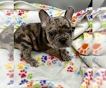Small Photo #5 French Bulldog Puppy For Sale in MANKATO, MN, USA