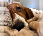 Small #2 Basset Hound