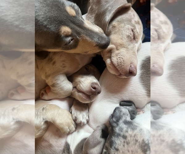 Medium Photo #16 Dachshund Puppy For Sale in LAKEBAY, WA, USA