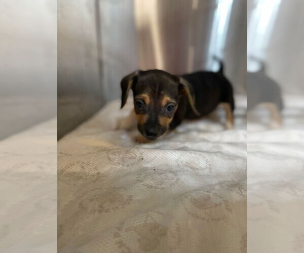 Medium Photo #2 Mutt Puppy For Sale in Foristell, MO, USA