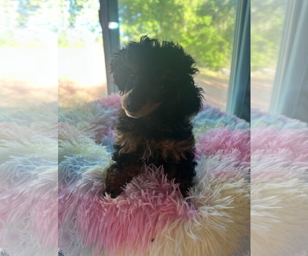 Medium Photo #2 Poodle (Miniature) Puppy For Sale in Pacolet, SC, USA
