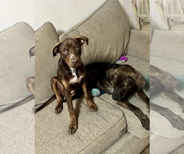 Medium Photo #12 Australian Shepherd-Unknown Mix Puppy For Sale in Wakefield, RI, USA