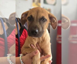 American Staffordshire Terrier-Unknown Mix Dogs for adoption in Foristell, MO, USA