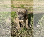 Puppy 4 Cane Corso