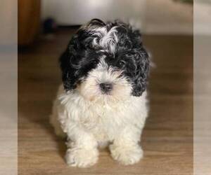 Shih-Poo Puppy for sale in MIDDLESEX, NY, USA