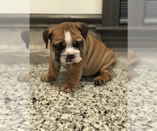 Medium Photo #7 Bulldog Puppy For Sale in BOWLING GREEN, KY, USA