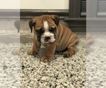 Small Photo #7 Bulldog Puppy For Sale in BOWLING GREEN, KY, USA