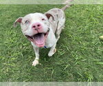 Small #2 American Pit Bull Terrier Mix