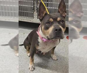 American Bulldog-Unknown Mix Dogs for adoption in Houston, TX, USA