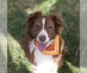 Australian Shepherd-Unknown Mix Dogs for adoption in San Antonio, TX, USA
