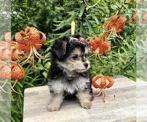 Morkie Puppy for sale in CASSVILLE, MO, USA