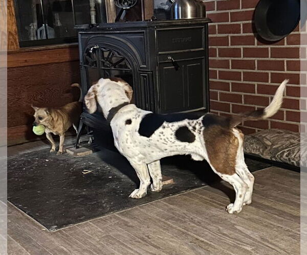 Medium Photo #7 Bagle Hound Puppy For Sale in Dunnellon, FL, USA