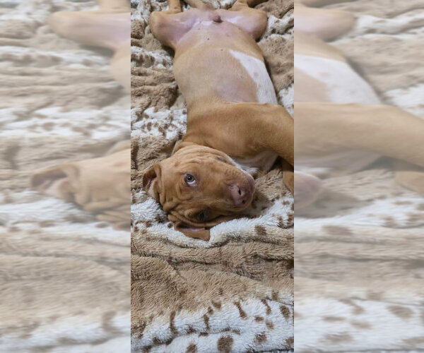 Medium Photo #6 Mutt Puppy For Sale in OKLAHOMA CITY, OK, USA
