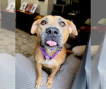 Small #2 American Staffordshire Terrier-Boxer Mix