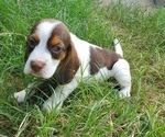 Puppy Puppy 4 Beagle