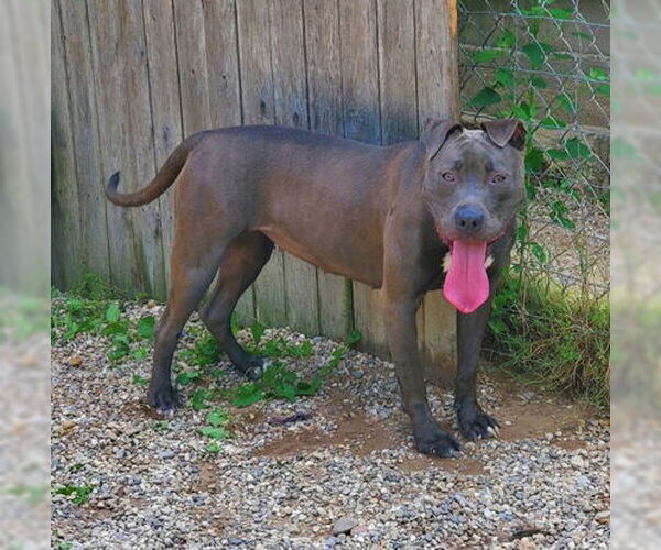 Medium Photo #2 American Pit Bull Terrier Puppy For Sale in Lake City, MI, USA