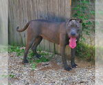 Small #1 American Pit Bull Terrier