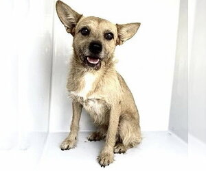 Border Terrier Dogs for adoption in Houston, TX, USA