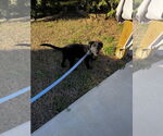 Small #3 Labrador Retriever Mix