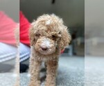 Small Photo #2 Goldendoodle Puppy For Sale in BARNESVILLE, GA, USA