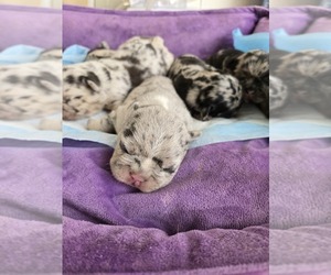 French Bulldog Puppy for sale in GLEN BURNIE, MD, USA