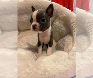 Boston Terrier Puppy for Sale in CHICAGO, Illinois USA