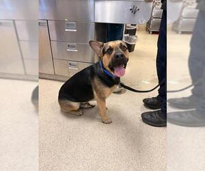 German Shepherd Dog-Unknown Mix Dogs for adoption in Riverside, CA, USA