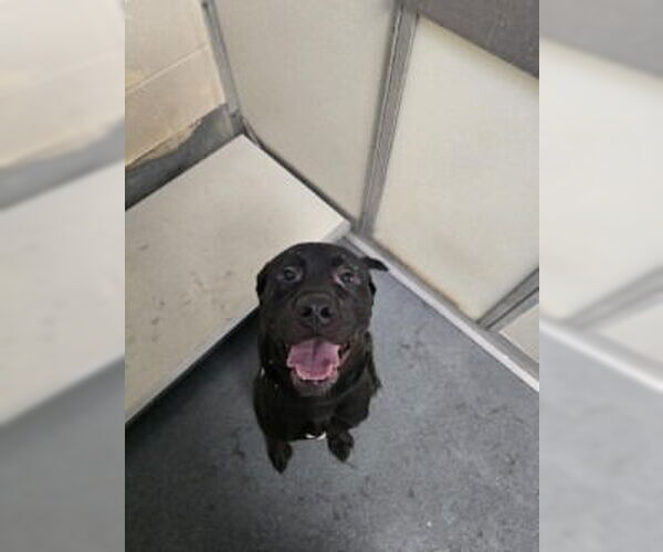 Medium Photo #1 Labrador Retriever-Unknown Mix Puppy For Sale in Glen Allen, VA, USA