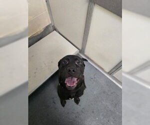 Labrador Retriever-Unknown Mix Dogs for adoption in Glen Allen, VA, USA