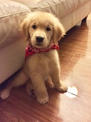 Golden Retriever Puppy for sale in MONTROSE, CA, USA