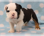 Small Photo #23 English Bulldog Puppy For Sale in WINNSBORO, TX, USA