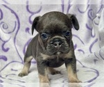 Small #3 French Bulldog