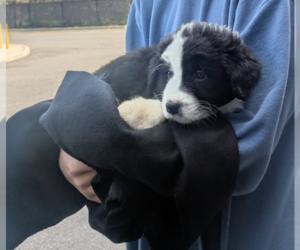 Borador Dogs for adoption in Brooklyn, NY, USA