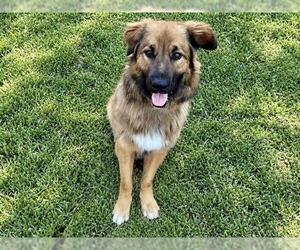 German Shepherd Dog-Unknown Mix Dogs for adoption in Martinez, CA, USA