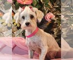 Small Photo #7 Maltese Puppy For Sale in Bon Carbo, CO, USA