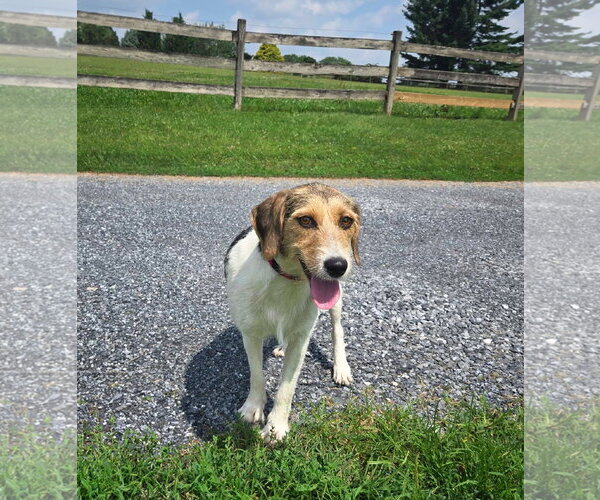 Medium Photo #1 Mutt Puppy For Sale in Unionville, PA, USA