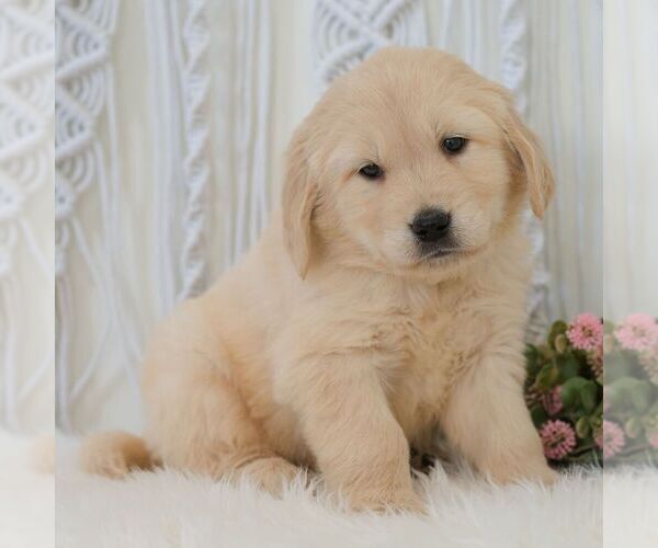 Medium Photo #6 Golden Retriever Puppy For Sale in NEWPORT, PA, USA