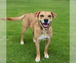 Small #4 Labrador Retriever Mix