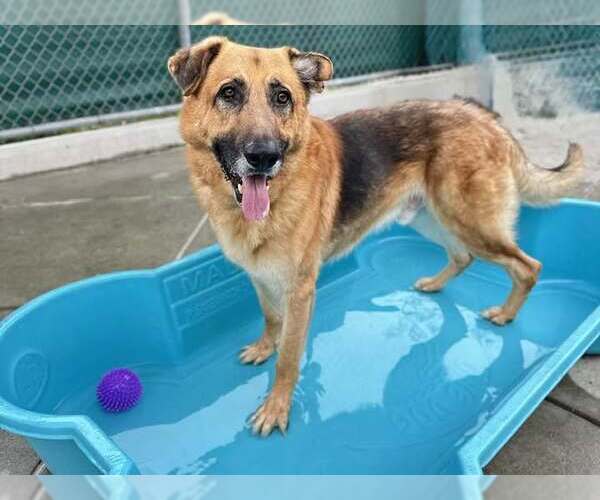 Medium Photo #2 German Shepherd Dog Puppy For Sale in Martinez, CA, USA