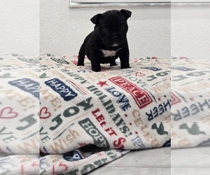 American Bully Puppy for sale in NORTH PORT, FL, USA