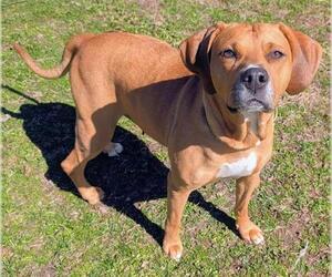 Redbone Coonhound-Unknown Mix Dogs for adoption in Akron, OH, USA