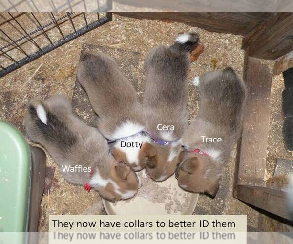 Medium Photo #8 Pembroke Welsh Corgi Puppy For Sale in GOLDENDALE, WA, USA