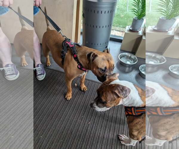 Medium Photo #14 Retriever -Unknown Mix Puppy For Sale in Holly Springs, NC, USA